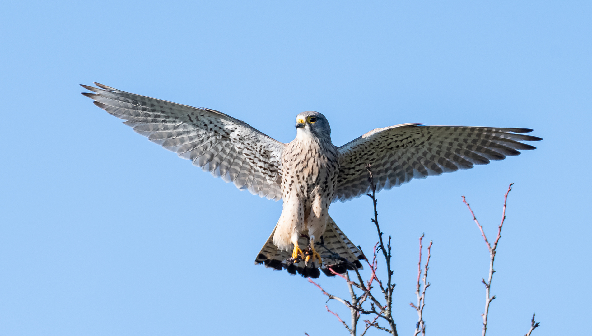 Turmfalke bei der Landung ...