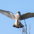 Turmfalke bei der Landung ...