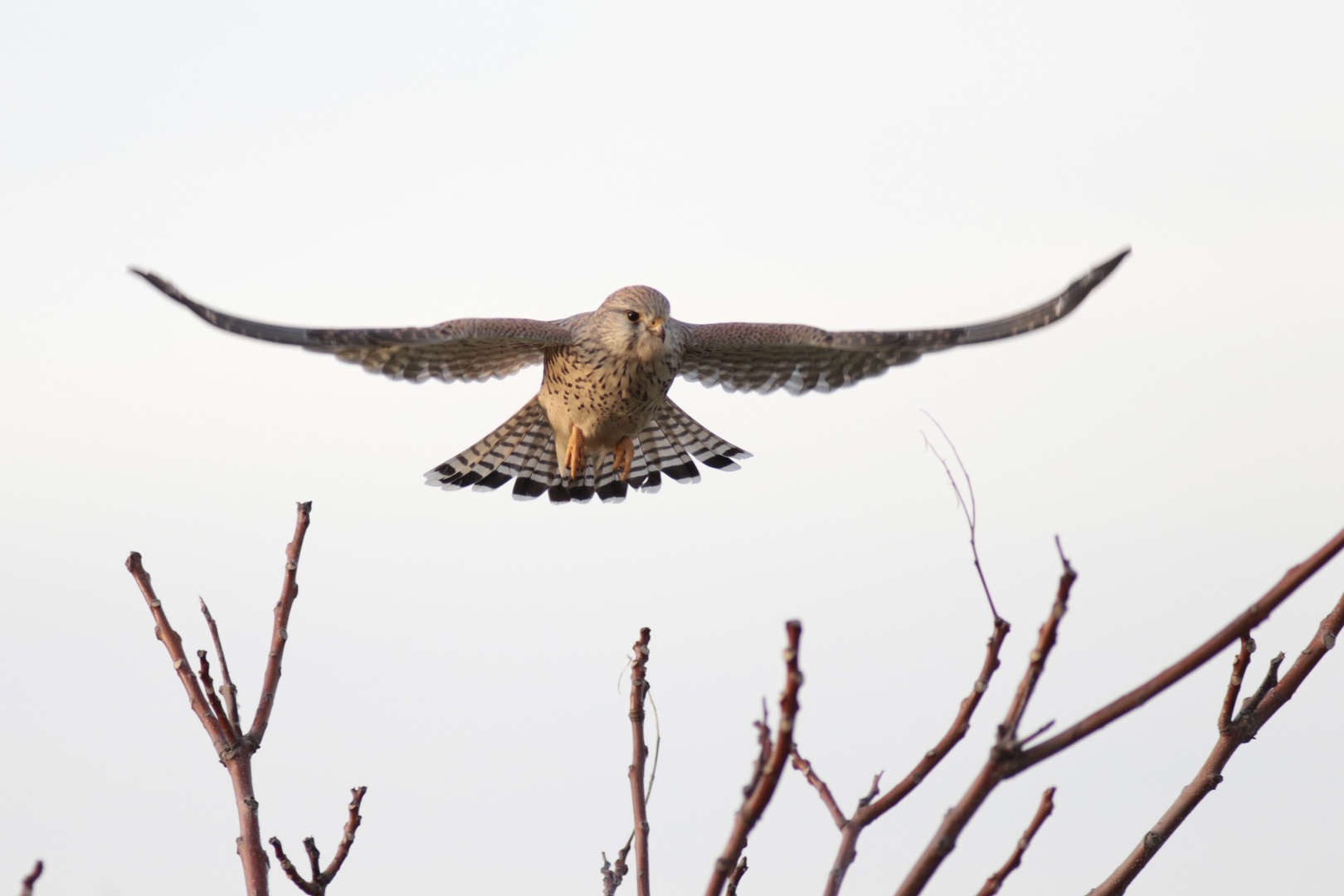 Turmfalke bei der Landung