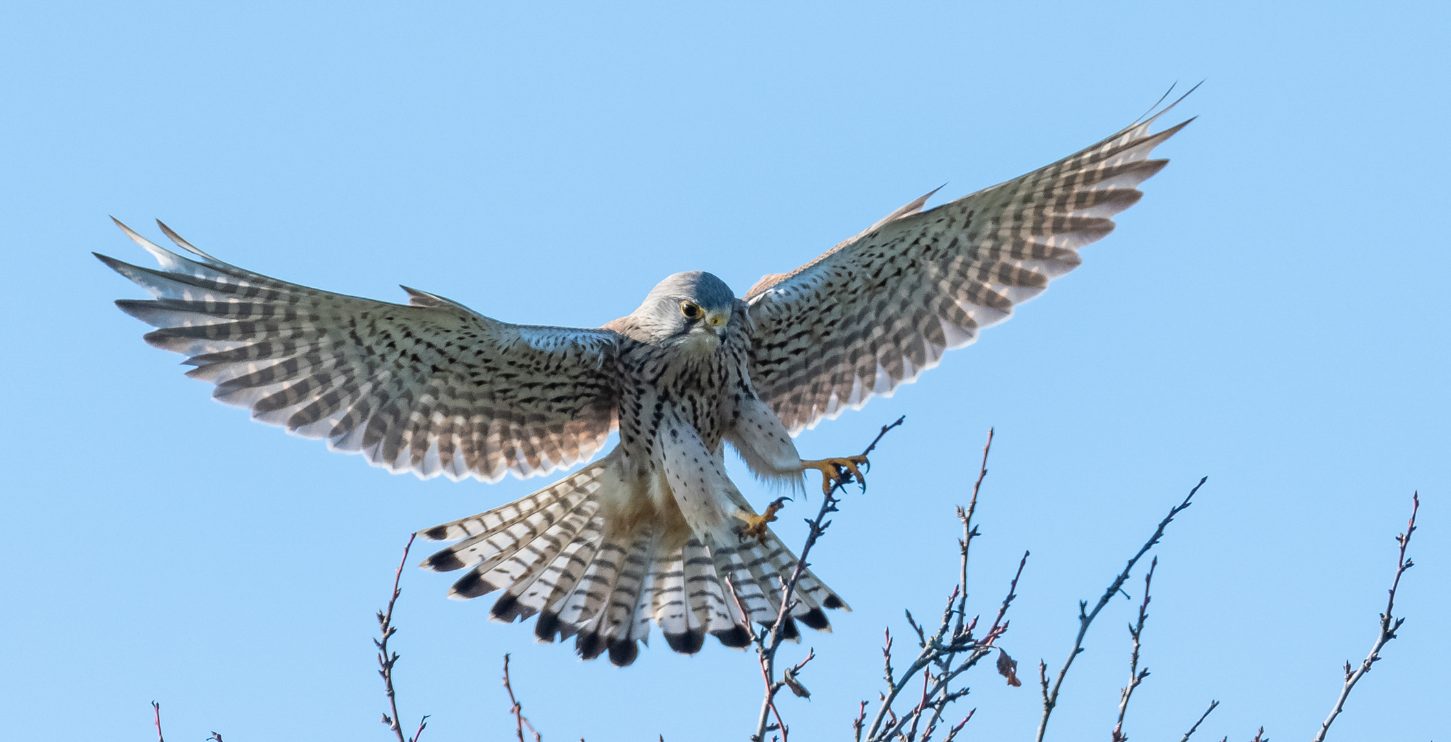 Turmfalke bei der Landung