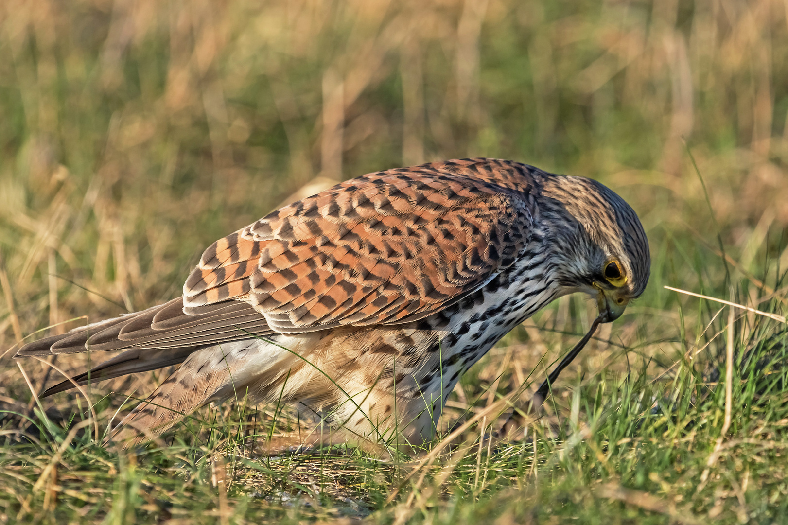 Turmfalke bei der Mahlzeit