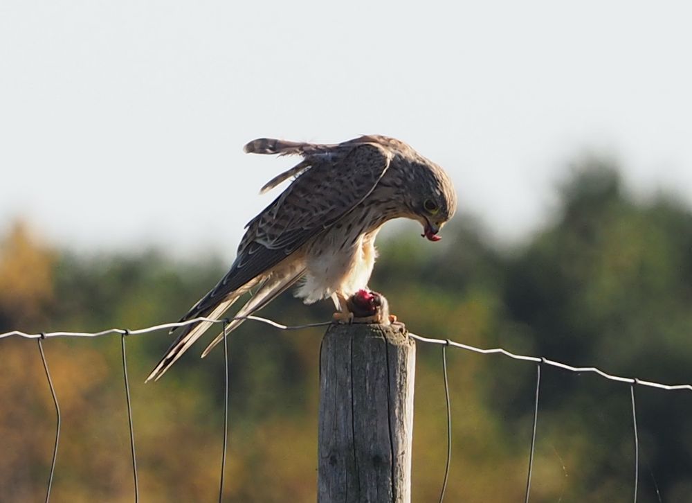 Turmfalke bei der Mahlzeit