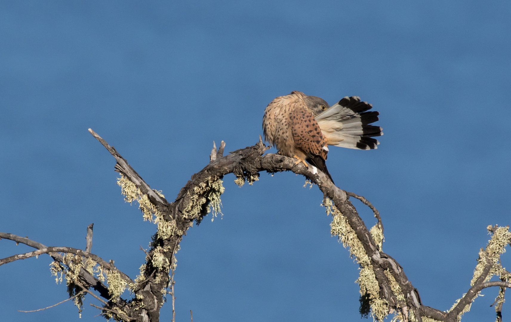 Turmfalke bei der Morgentoilette