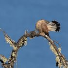 Turmfalke bei der Morgentoilette