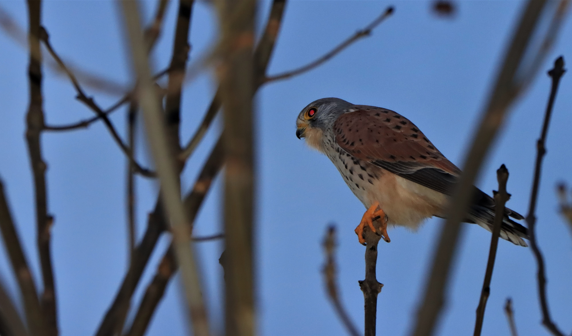 Turmfalke bei Nacht