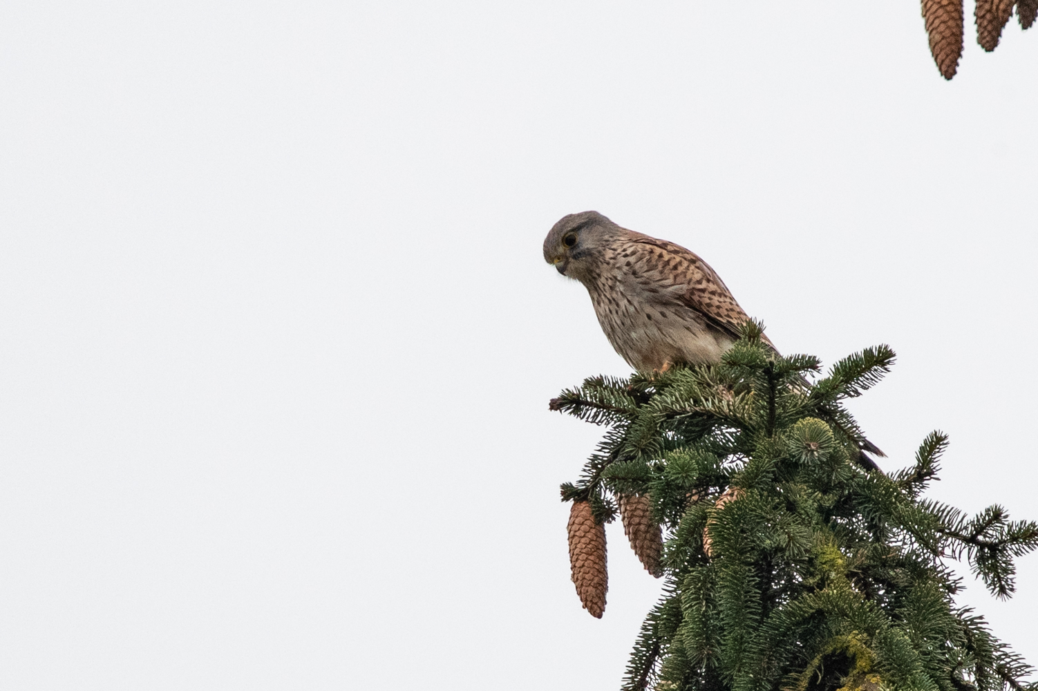 Turmfalke bei schlechter Sicht und Licht