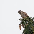 Turmfalke bei schlechter Sicht und Licht