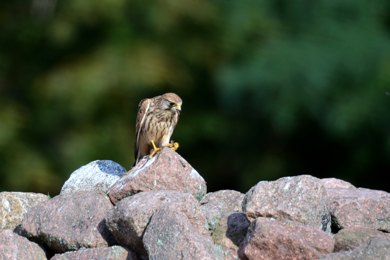 Turmfalke beim Abendbrot