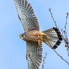 Turmfalke beim Abflug