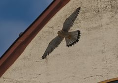 Turmfalke beim Abflug