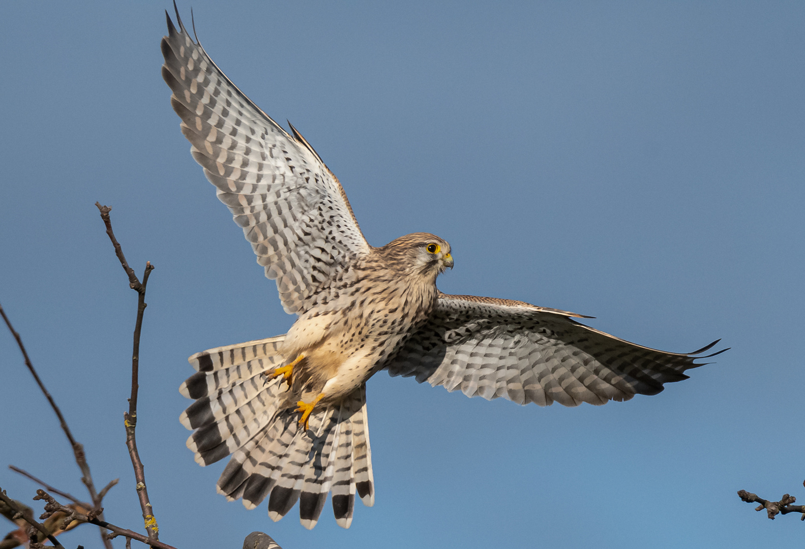 Turmfalke beim Abflug