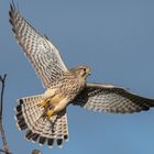 Turmfalke beim Abflug