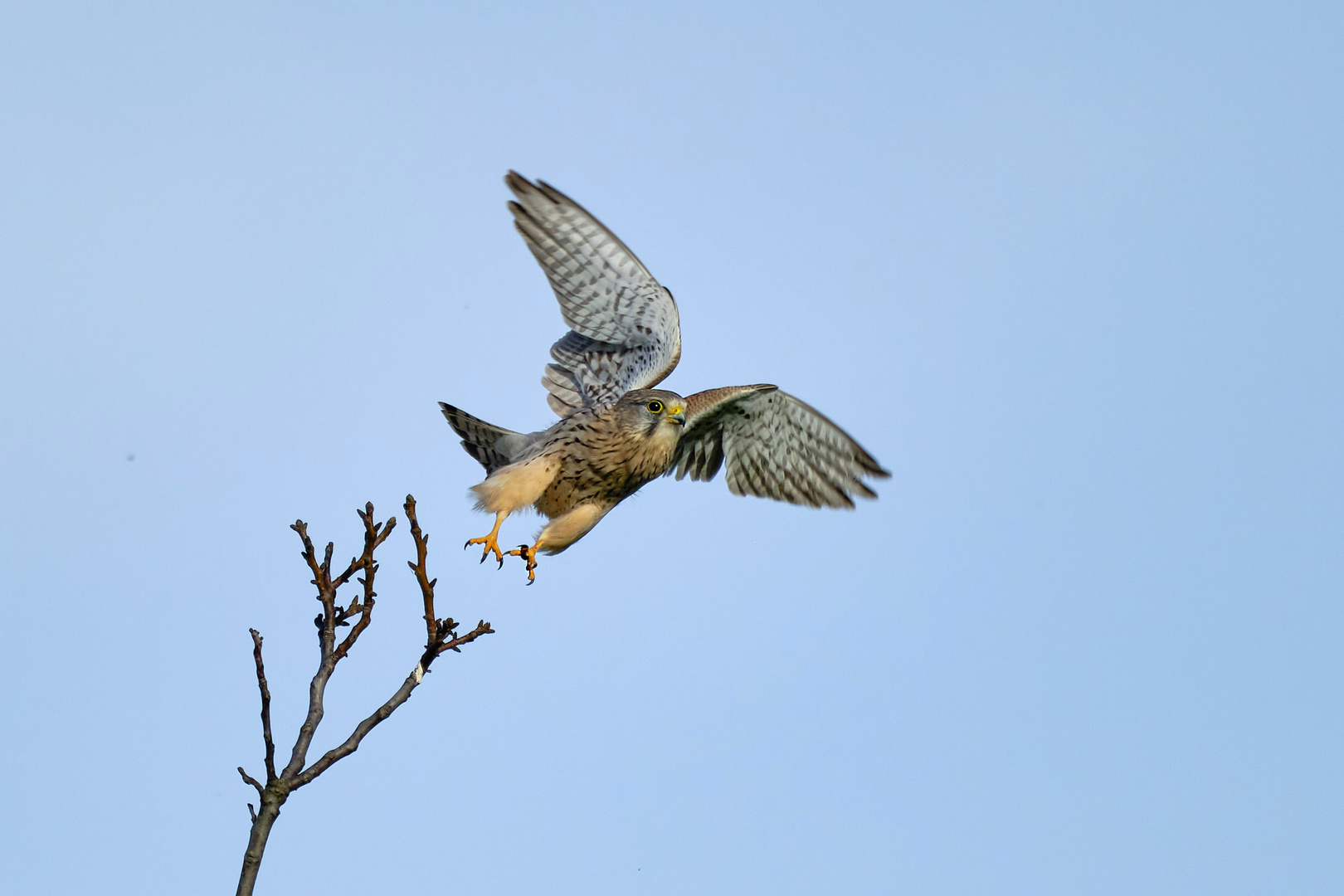 Turmfalke beim Abflug