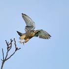 Turmfalke beim Abflug