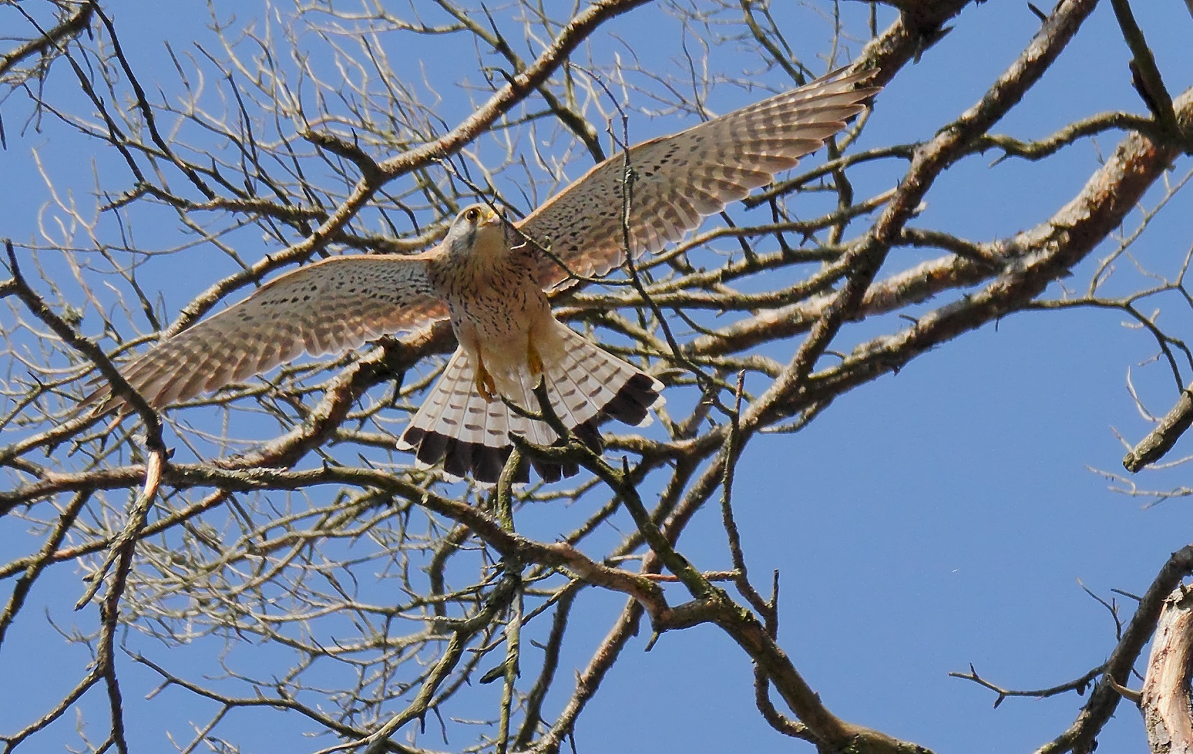 Turmfalke beim Abflug