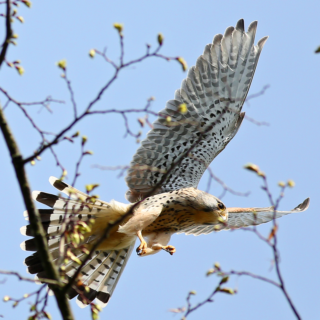 Turmfalke beim Abflug