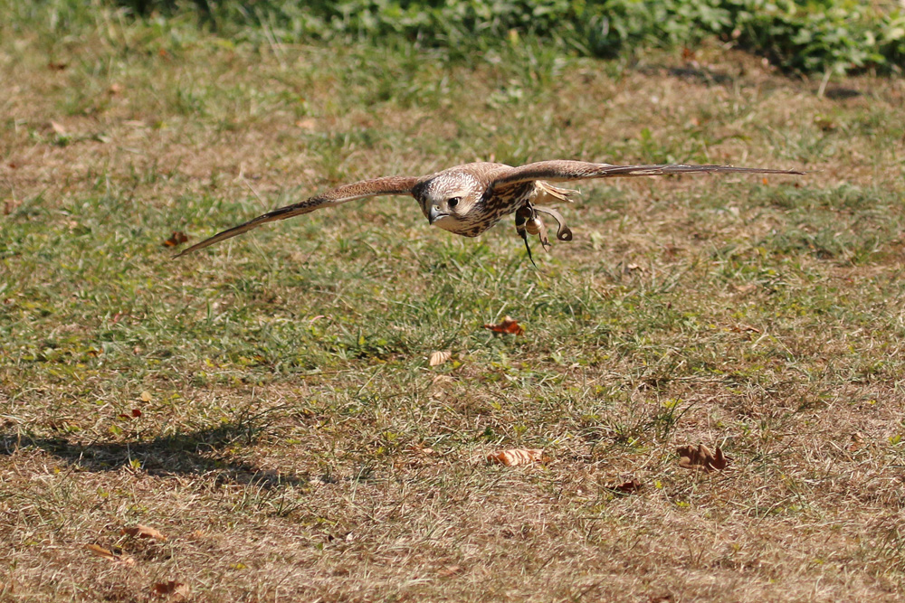 Turmfalke beim Anflug auf die Beute