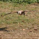 Turmfalke beim Anflug auf die Beute