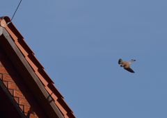 Turmfalke beim Anflug zur Nisthöhle