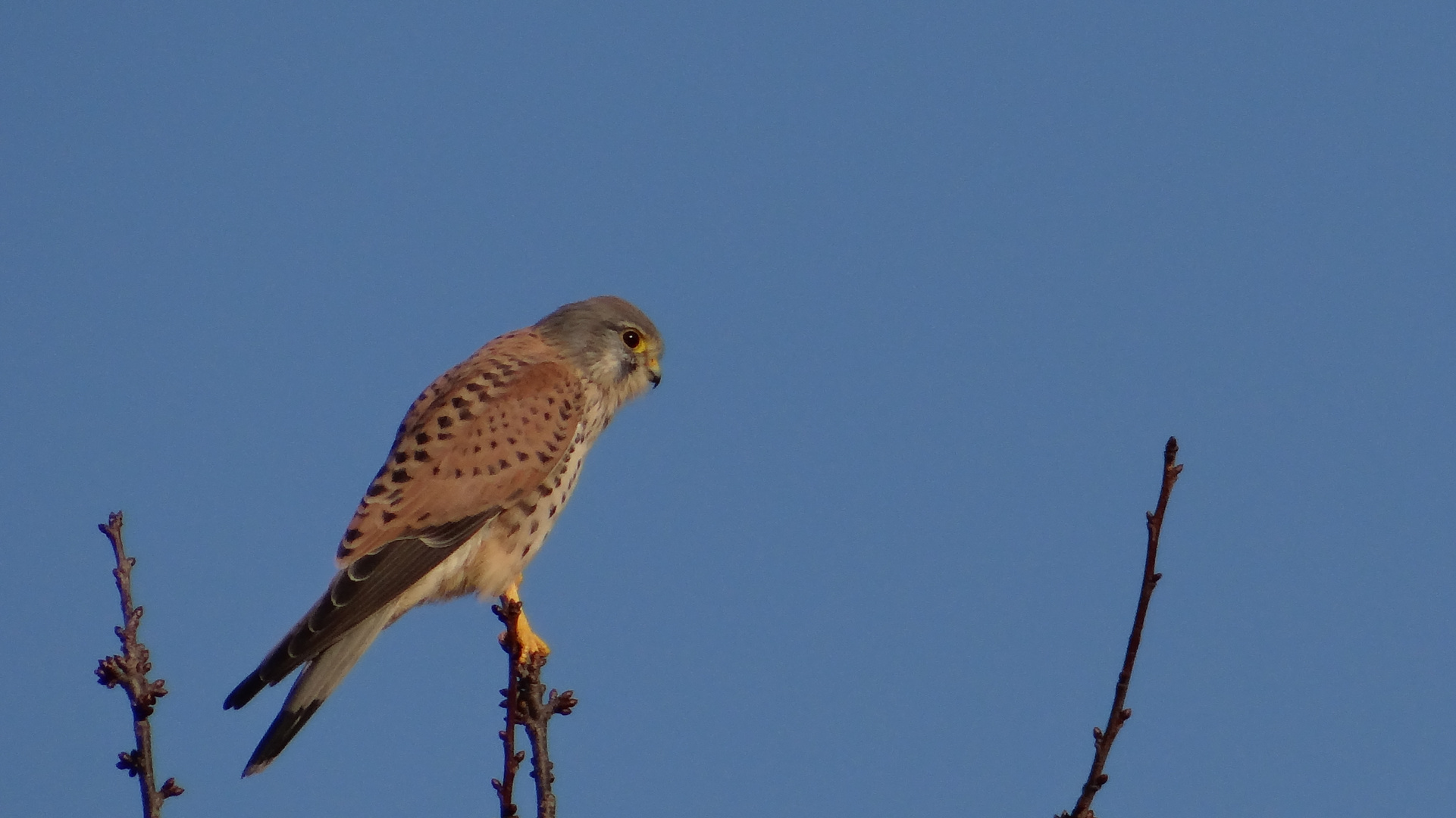 Turmfalke beim Ansitzen