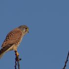 Turmfalke beim Ansitzen