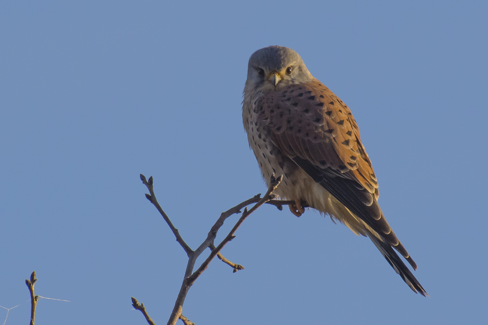 Turmfalke beim Aufwärmen in der Morgensonne