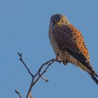 Turmfalke beim Aufwärmen in der Morgensonne