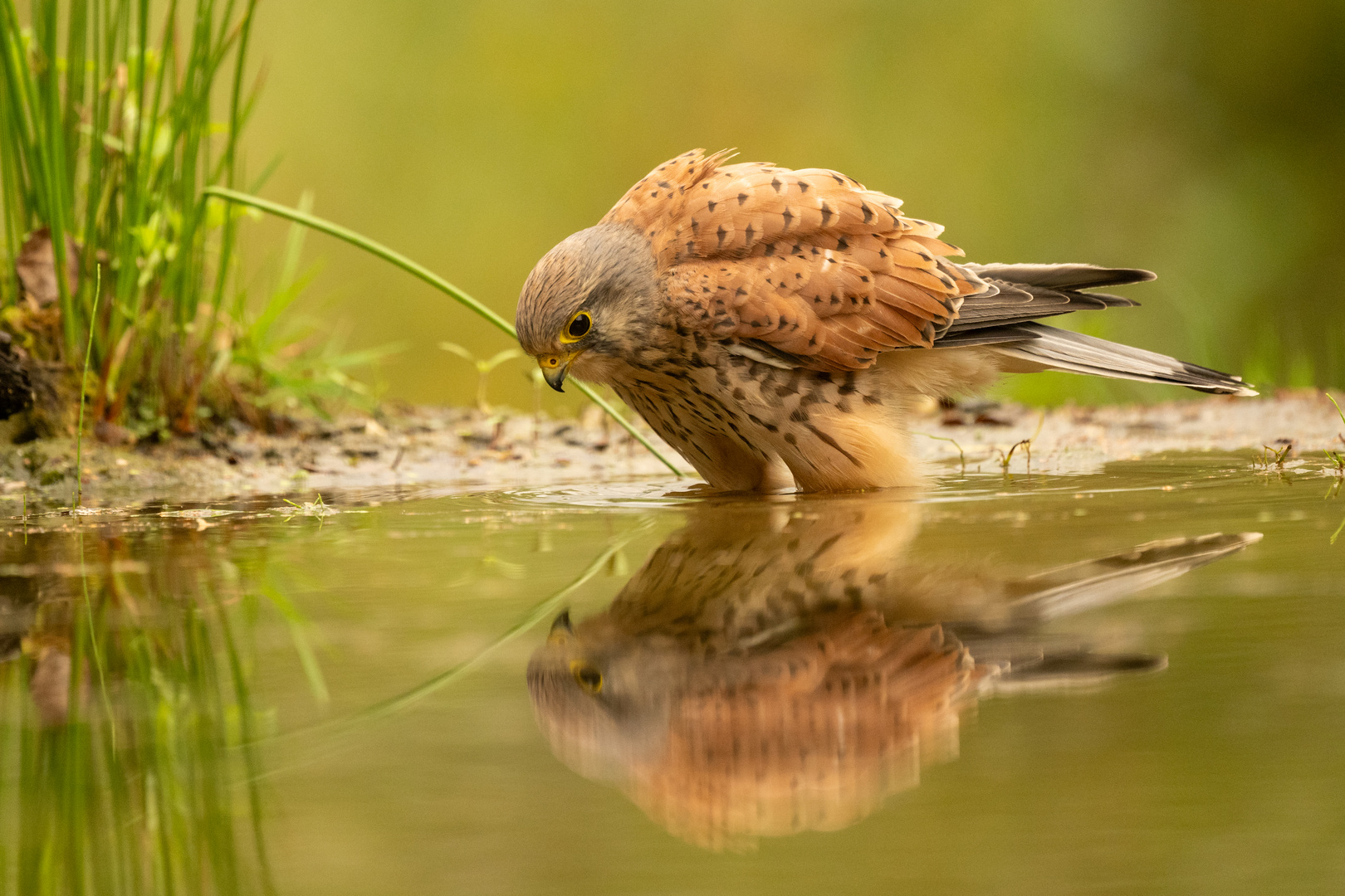 Turmfalke beim Bad