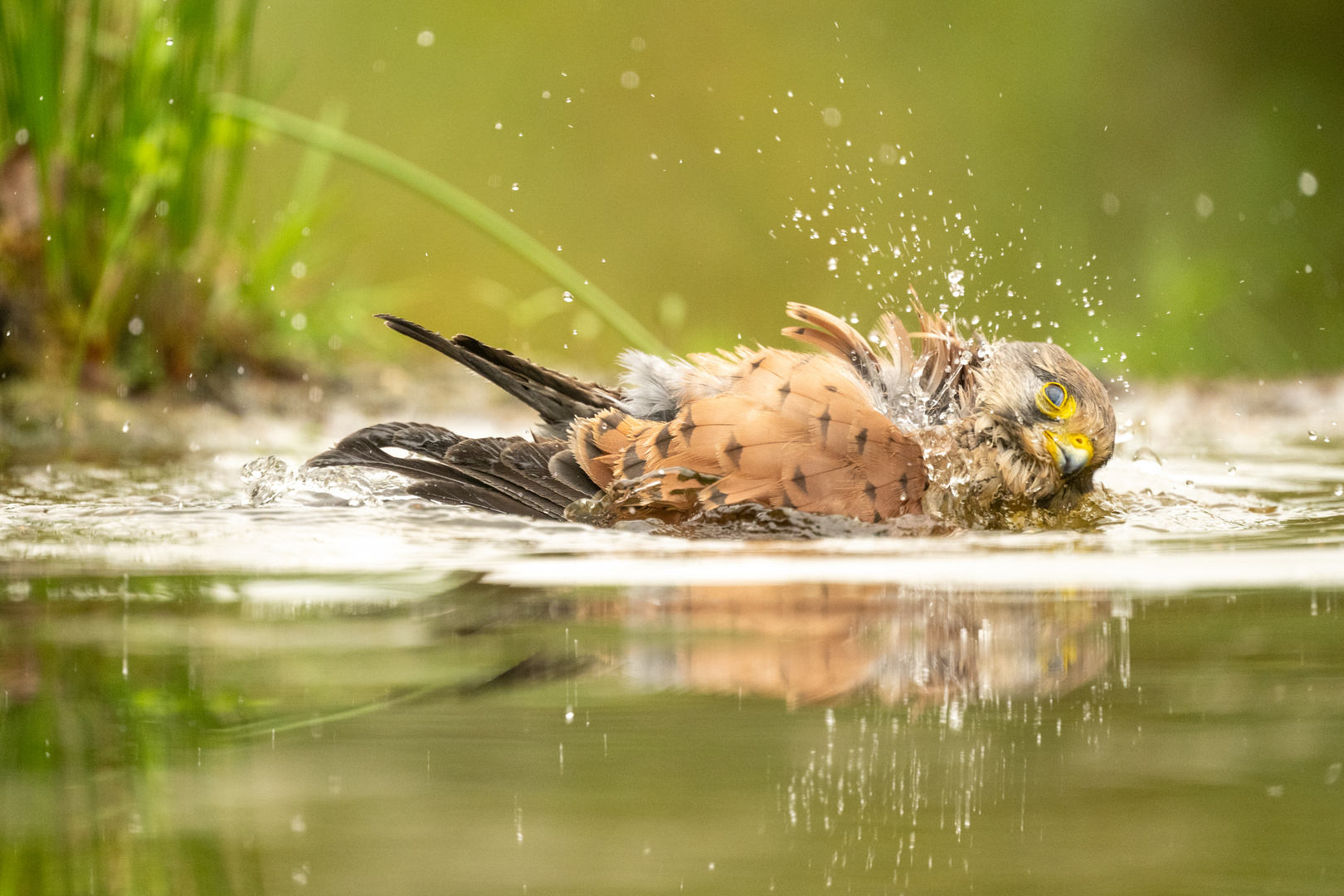 Turmfalke beim Bad