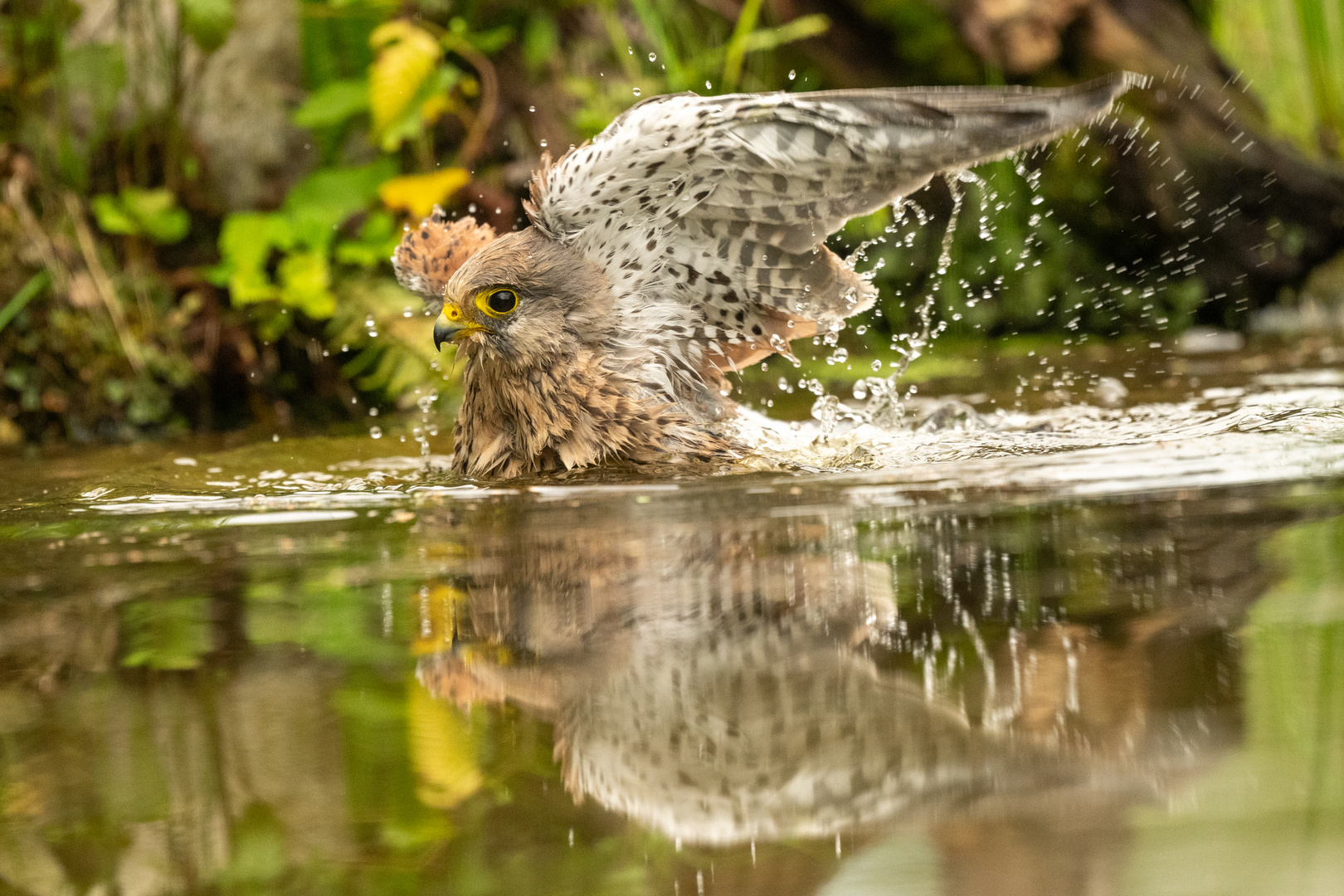 Turmfalke beim Bad