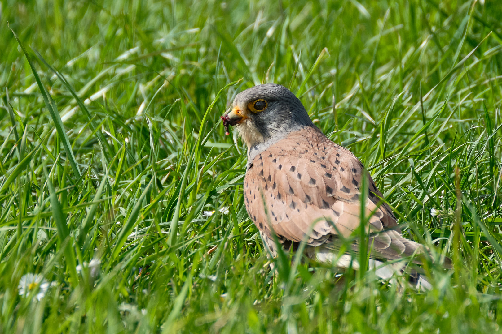 Turmfalke beim Fressen