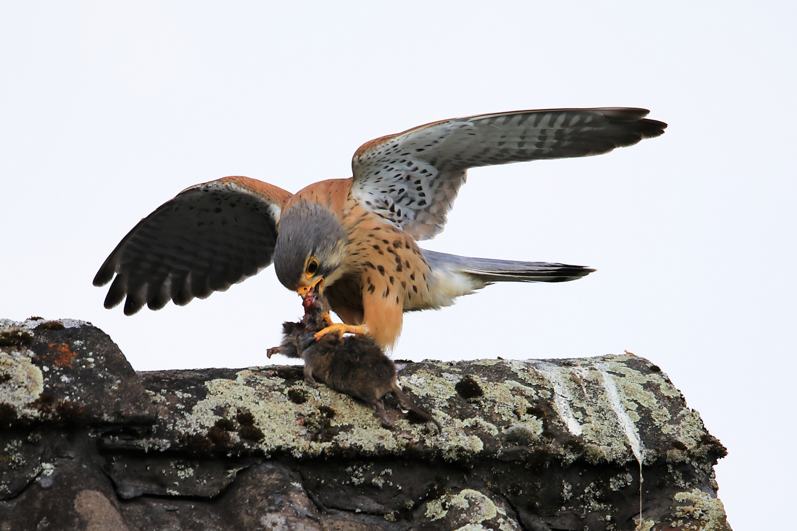 Turmfalke beim Fressen 2