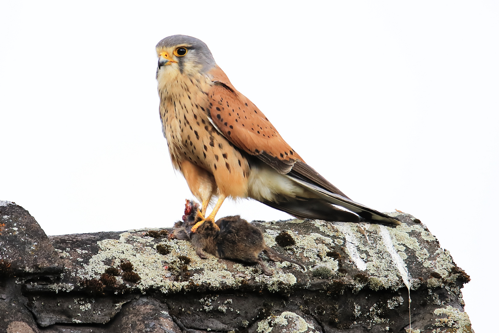 Turmfalke beim Fressen