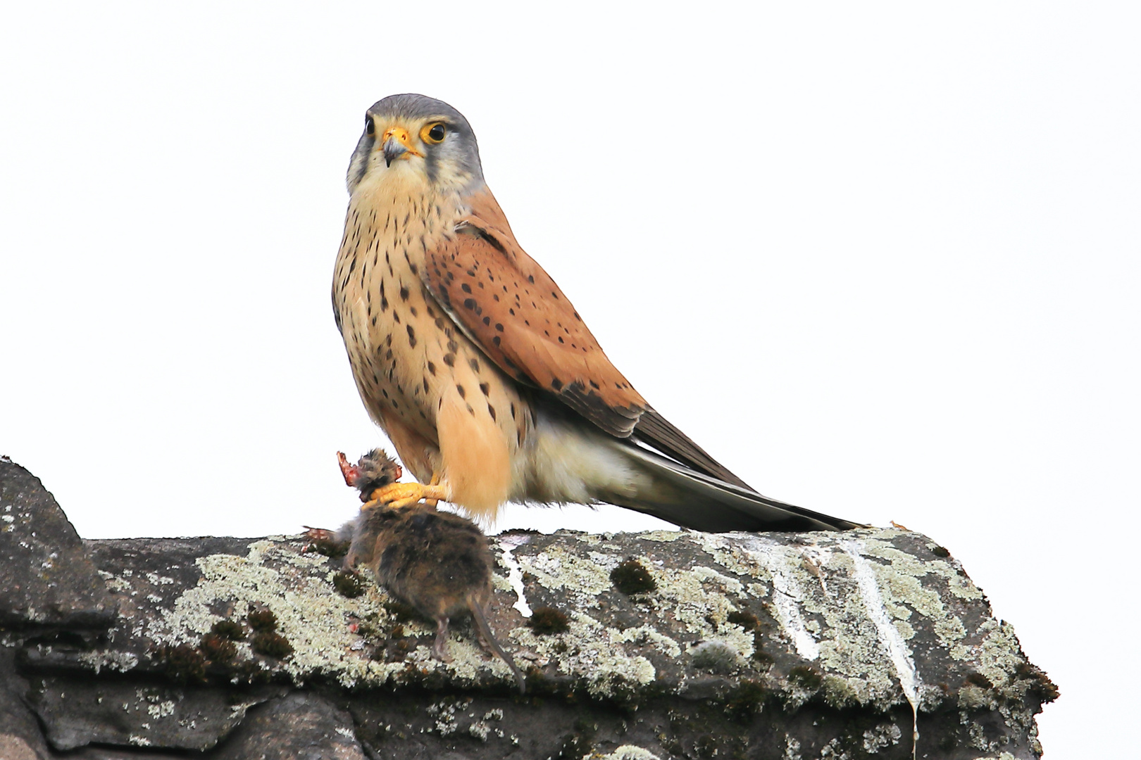 Turmfalke beim Fressen 4