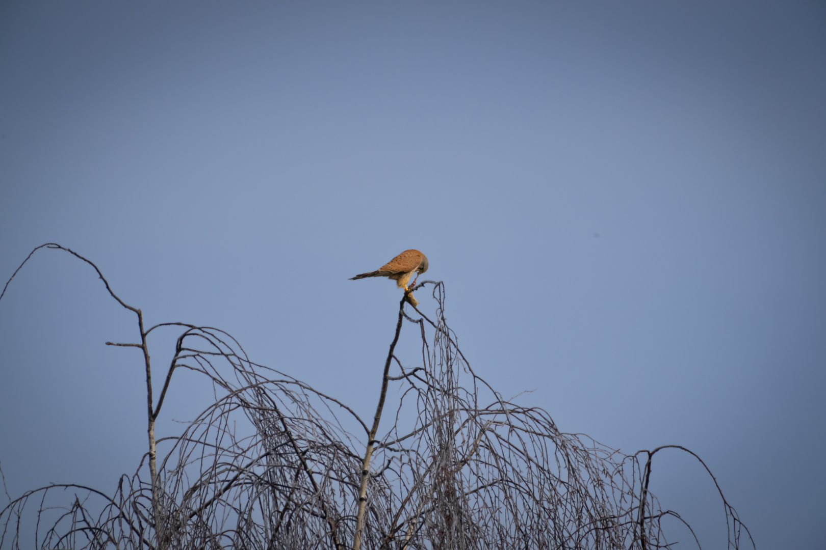 Turmfalke beim frühstück