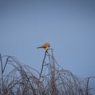 Turmfalke beim frühstück