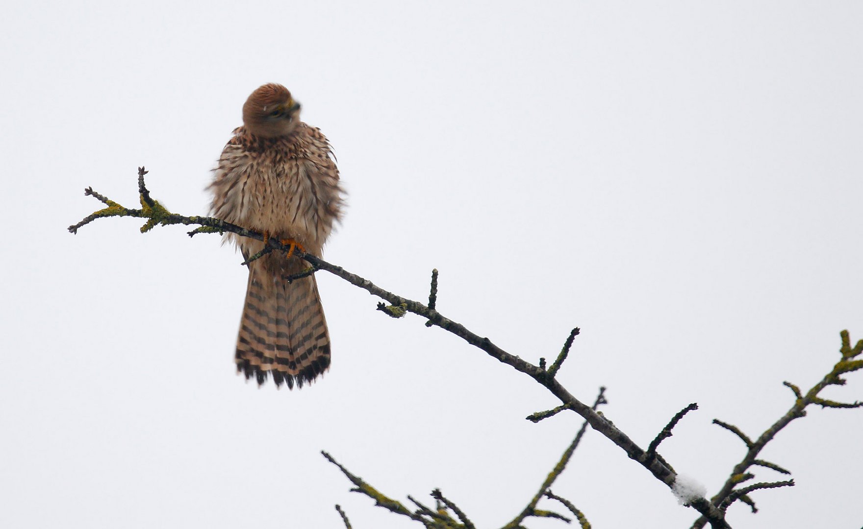 Turmfalke beim Kopfschütteln