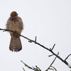 Turmfalke beim Kopfschütteln