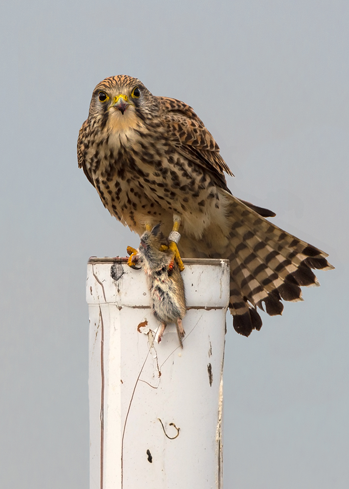 Turmfalke beim Kröpfen