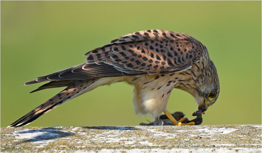 Turmfalke beim Mahl