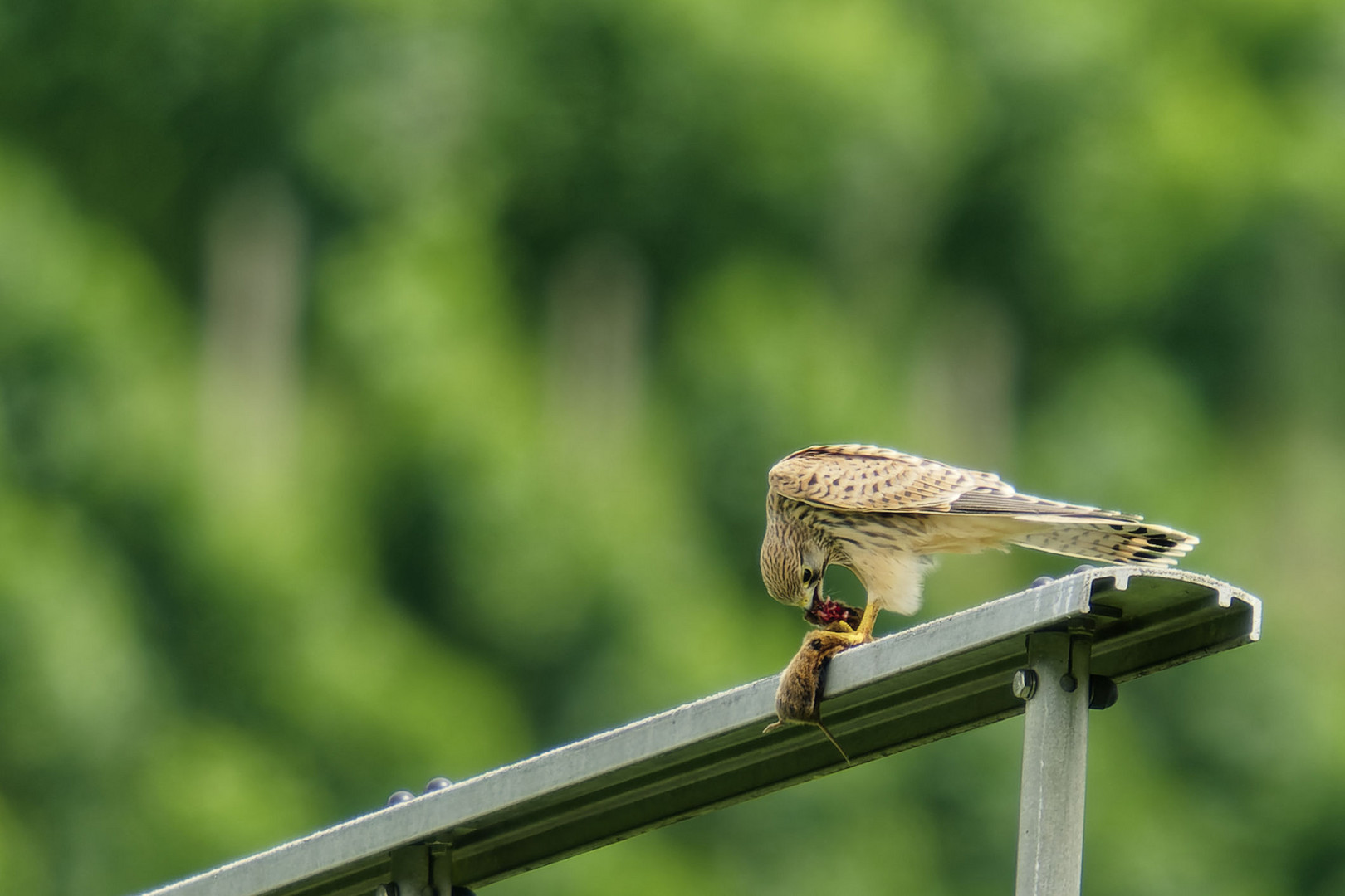 Turmfalke beim Mittagsmahl 1