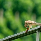 Turmfalke beim Mittagsmahl 1