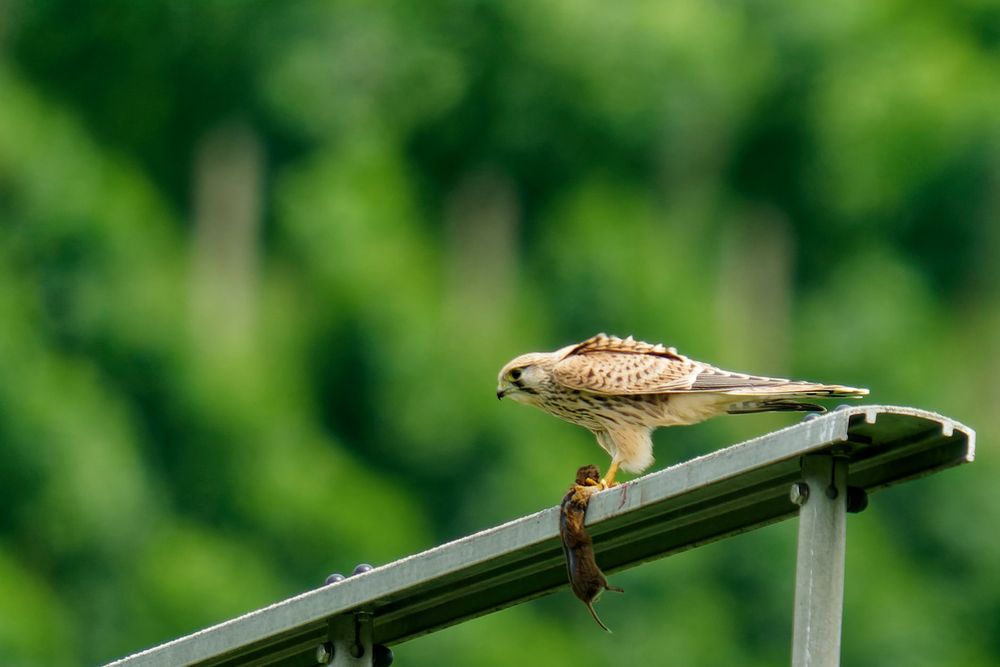 Turmfalke beim Mittagsmahl 2