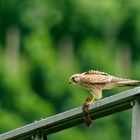 Turmfalke beim Mittagsmahl 2