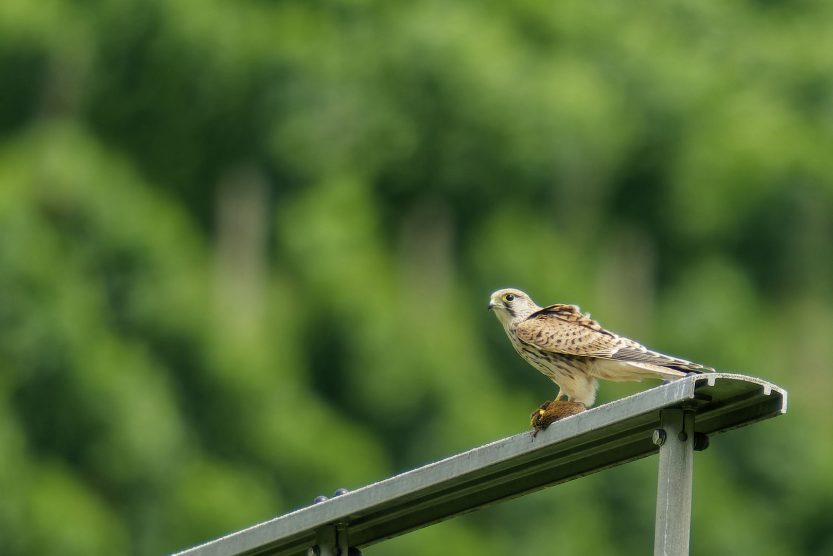 Turmfalke beim Mittagsmahl 3