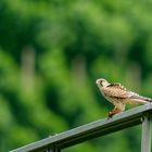 Turmfalke beim Mittagsmahl 3