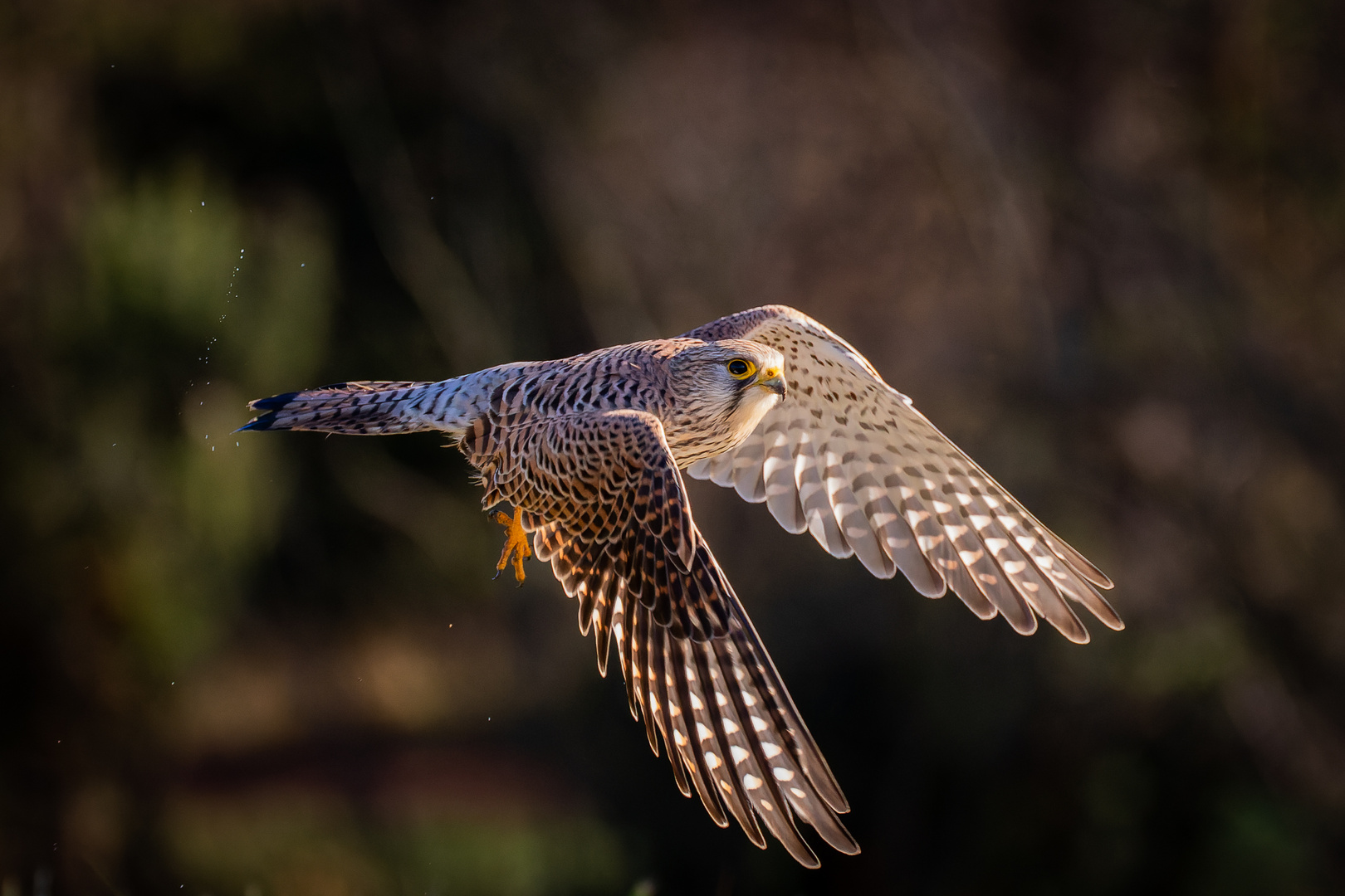 Turmfalke beim Revierflug