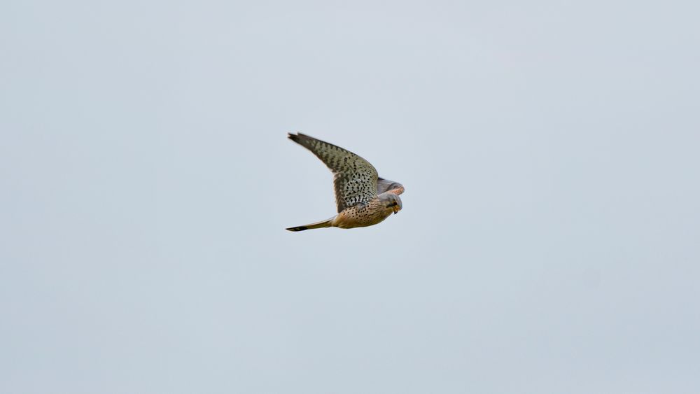 Turmfalke beim Rüttelflug