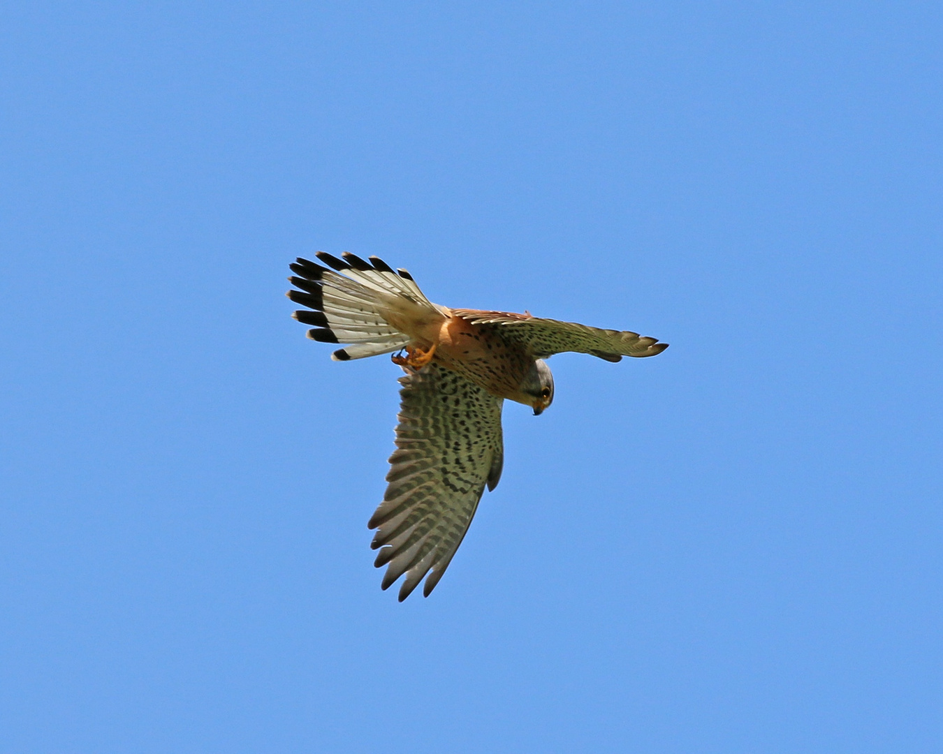 Turmfalke beim Rüttelflug