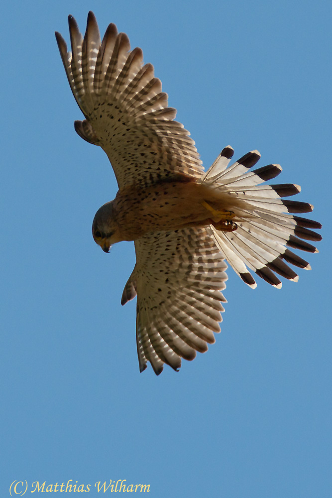 Turmfalke - beim Rüttelflug